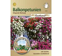 N.L. Chrestensen 53040 petunia da balcone per sementi (semi di petunia da balcone)