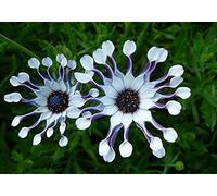 n White - Osteospermum Ecklonis - 30 Seeds - White with Purple Eye Seeds ONLY