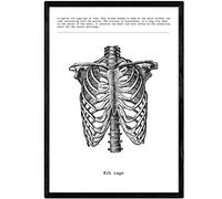 Nacnic Poster anatomia in bianco e nero con immagini del corpo umano. Stampe su biologia e medicina in dettaglio di costole. Dimensione A4. Con Marco.