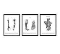 Nacnic Set 3 Poster Anatomia in Bianco e Nero con Immagini del Corpo Umano. Confezione di Fogli su biologia con Braccio, Gamba e Schiena. Dimensione A4. con Marco.