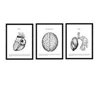 Nacnic Set 3 Poster Anatomia in Bianco e Nero con Immagini del Corpo Umano. Confezione di Fogli sulla biologia con Cuore, Cervello e polmoni. Dimensione A3. con Marco.