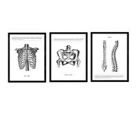 Nacnic Set 3 Poster Anatomia in Bianco e Nero con Immagini del Corpo Umano. Confezione di Fogli sulla biologia con costolette, pelvi e Colonna vertebrale. Dimensione A4. con Marco.