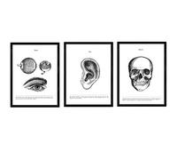 Nacnic set di 3 stampe artistiche moderne di anatomia in bianco e nero con immagini del corpo umano. Biologia con dettaglio occhio, orecchio, cranio. Medicina generale- medico ospedali.
