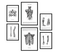 Nacnic - Set di 6 poster di anatomia (muscoli, gamba, braccio, colonna vertebrale, bacino). Ideali per studi medici o sale studio. Formati A3 e A4, senza cornice