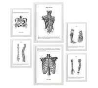 Nacnic - Set di 6 poster di anatomia (muscoli, gamba, braccio, colonna vertebrale, bacino). Ideali per studi medici o sale studio. Formati A3 e A4 con cornice bianca.