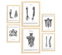 Nacnic - Set di 6 quadri di anatomia umana Muscoli e Ossa (schiena, gamba, braccio, colonna vertebrale, bacino, costole). Poster ideali per cliniche. Formati A3 e A4, con cornice in legno.
