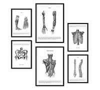 Nacnic - Set di 6 quadri di anatomia umana (schiena, gamba, braccio, colonna vertebrale, bacino, costole). Poster ideali per cliniche. Formati A3 e A4, con cornice nera.