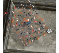 Nail Sticker 1sheet Chinese Style Fish Goldfish Stickers For Manicure DIYadesivi unghiestickers unghieadesiv nail art adesivi unghiestickers unghieadesiv nail art AnimalePET