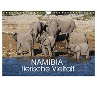 Namibia - Tierische Vielfalt (Wandkalender 2026 DIN A4 quer), CALVENDO Monatskalender: Kalender mit der Vielfalt der Tierwelt Namibias von den ganz kleinen bis zu den ganz großen Tieren.