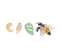 NAMOARLY 1set Modelli Educativi Di Evoluzione Animale Cicli Di Vita Di Insetti e Per Ragazzo Ragazza Decorazioni Per Feste e Giocattoli Didattici Per Apprendimento Creativo e Divertente
