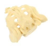 NAMOARLY Modello Anatomico Medico Dell’Osso Sacro in PVC Resistente Infrangibile Modello del Sacro Portatile per Insegnamento e Dimostrazione in Scuole di Medicina e Ospedali