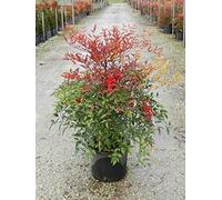 Nandina domestica "Bambù Sacro" pianta sempreverde in vaso ø26 cm h. 70/100 cm Vivaio di Castelletto
