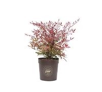 Nandina domestica, Pianta vera in vaso Vannucci Piante, Pianta da terrazzo (cod.22) (1x)