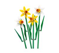 Narcisi