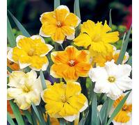 Narcisi bulbi di fiori cipolle fiori Narciso con coppa divisa Mix 25 pz.