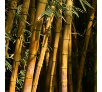 narcisi da giardino,facile dapiantarepianteresistenti all'ombra,decorazione del davanzale arredamento per ufficio,arredamento per giardino esterni vasopiante,resistenti 5Bulbo