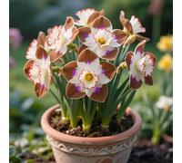 Narcisi,Perenne,resistenti,adatte per la decorazione di giardini e balconi/belle/adatte come regali per le feste-4Rizomi-B