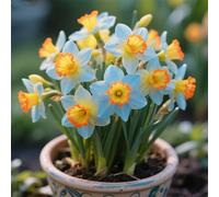 Narcisi,Perenne,resistenti,adatte per la decorazione di giardini e balconi/belle/adatte come regali per le feste-6Rizomi-F