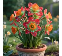 Narcisi,Perenne,resistenti,adatte per la decorazione di giardini e balconi/belle/adatte come regali per le feste-2Rizomi-H