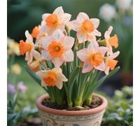 Narcisi,Perenne,resistenti,adatte per la decorazione di giardini e balconi/belle/adatte come regali per le feste-4Rizomi-C