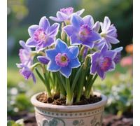 Narcisi,Perenne,resistenti,adatte per la decorazione di giardini e balconi/belle/adatte come regali per le feste-8Rizomi-A