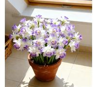 Narcisi resistenti al freddo/Narcisi nani/Interni del giardino-4 PCS-I