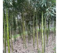 narcisi resistenti per il giardino Aiule rialzate per il giardino,decorative to,da,colorato vaso,resistenti Bulbi di all'inverno decorazioni 4Bulbo