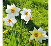 narcisi resistenti per il giardino resistenti,in vaso arredamento per ufficio,arredamento giardino esterni da appartamento,luoghi soleggiati da 5Bulbo