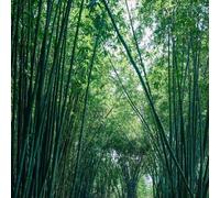 narcisipianteresistenti da esterno,per gli amanti del giardino decorazioni per balconi,pianteda ombra bulbi diFiori,a crescita arredamento ufficio,arredamento 3Bulbo