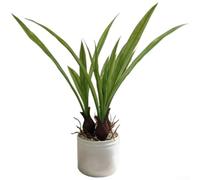Narciso artificiale 34 cm vaso di plastica realistico | Design realistico narciso d'acqua, realistico per mix di erba di canna, look naturale per qualsiasi stanza, altezza 34 cm