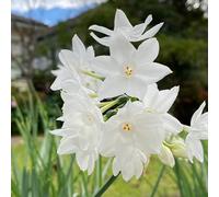 narciso balcone giardino interno resistenti in vaso esotiche raro 6bulbi