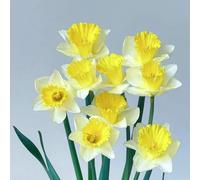 Narciso bulbi,piante erbacee perenni,narcisi bulbi,narciso fiore bulbi,narcisi bulbi mix,bulbi di fiori doppi, bulbi belli e sani,daffodil bulbi(senza semi,non artificiali)-2Pcs
