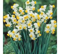Narciso Canaliculatus bulbi da fiore primaverile interno esterno