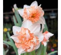 narciso decorazioni giardino esterni balcone interno esotiche 3bulbi