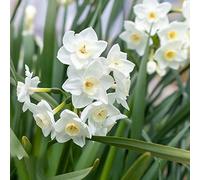 Narciso di resistenti al ornamentale balcone rialzato letto vaso ornamentali d'appartamento 12bulbi