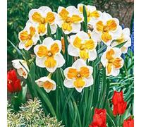 Narciso,erbacee perenni,narcisi rosa,narciso fiore,narcisi mix,Forte adattabilità,Eccellente,Perenne,daffodil(senza semi,non artificiali)-8cipolle-O