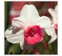 Narciso,erbacee perenni,narcisi rosa,narciso fiore,narcisi mix,Forte adattabilità,Eccellente,Perenne,daffodil(senza semi,non artificiali)-2cipolle-M