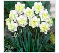 Narciso,erbacee perenni,narcisi rosa,narciso fiore,narcisi mix,Forte adattabilità,Eccellente,Perenne,daffodil(senza semi,non artificiali)-4cipolle-E