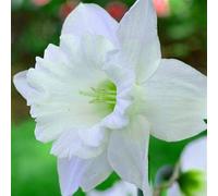 Narciso,erbacee perenni,narcisi rosa,narciso fiore,narcisi mix,Forte adattabilità,Eccellente,Perenne,daffodil(senza semi,non artificiali)-8cipolle-K