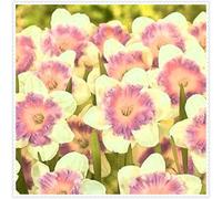 Narciso,erbacee perenni,narcisi rosa,narciso fiore,narcisi mix,Forte adattabilità,Eccellente,Perenne,daffodil(senza semi,non artificiali)-6cipolle-I