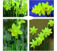 Narciso,erbacee perenni,narcisi rosa,narciso fiore,narcisi mix,Forte adattabilità,Eccellente,Perenne,daffodil(senza semi,non artificiali)-2cipolle-J