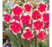 Narciso,erbacee perenni,narcisi rosa,narciso fiore,narcisi mix,Forte adattabilità,Eccellente,Perenne,daffodil(senza semi,non artificiali)-6cipolle-F