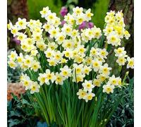 Narciso Minnow Nano da Roccia Bulbi Primaverili da Fiore