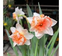 narciso raro giardino balcone decorazioni esterni 2bulbi