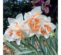 narciso - resistenti rari giardino esotico resistente biologico per per i luoghi soleggiati resistenti esterno in vaso 8bulbi