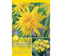 Narciso Rip van Winkle 10 pz Giallo