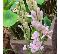 nardo sempreverde del ufficio semi di selvatici resistenti rampicante interno 85pcs