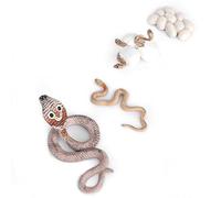 Naroote Cicli di Vita degli Animali in Plastica, Design con Bordi Arrotondati Ciclo di Crescita del Come per Rinnovare la Stanza