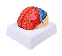 Naroote Modello di Cervello Cerebrale, Anatomia con Partizioni Colorate | Materiale in PVC resistente, adatto per l\'insegnamento, studi anatomici, visualizzazione delle partizioni funzionali