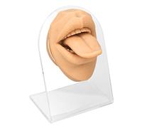 Naroote Modello di Lingua in Silicone Modello di Visualizzazione della Lingua con Supporto Acrilico Realistico per Studio di Fisiologia Infermieristica Materiale Colore Dimensioni Quantità (colore